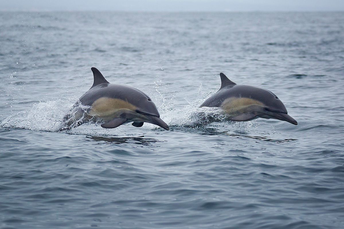 Common Dolphins, A pair of long-beaked common dolphins jump through the waves of Monterey Bay, California. delfin