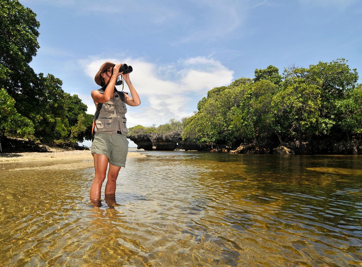 Africa. Mozambique. Quirimbas National Park. Biologist in Mangrove Forest