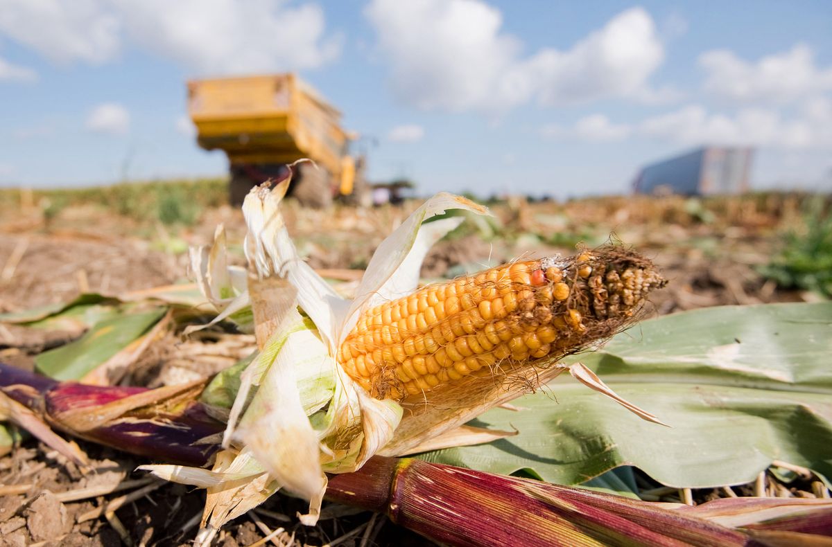 Corn harvest in Lower Saxony, 10 September 2019, Lower Saxony, Algermissen: A corncob is lying on a cornfield in the district of Hildesheim during harvesting work. The heat and drought lead to a lower maize harvest in Lower Saxony. According to information from the Landesbauernverband, some farmers are expecting considerable losses. Photo: Julian Stratenschulte/dpa (Photo by JULIAN STRATENSCHULTE / DPA / dpa Picture-Alliance via AFP)