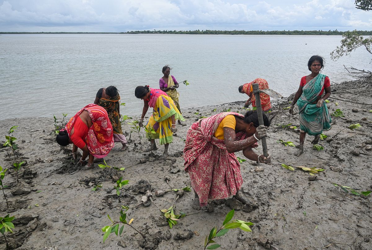 Mangrove Plantation At The Sundarbans