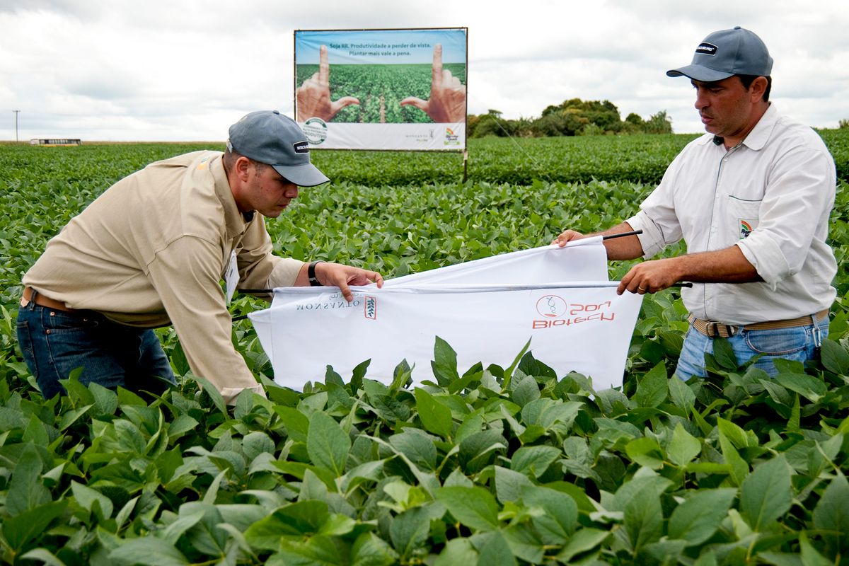 Monsanto Presents Genetically Modified Soybean Variety