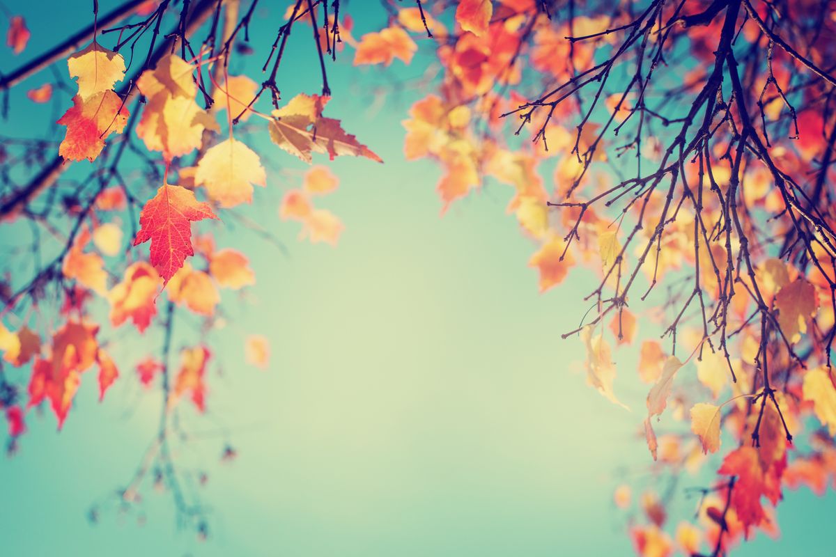Colorful,Foliage,In,The,Autumn,Park/,Autumn,Leaves,Sky,Background/
autumn, ősz