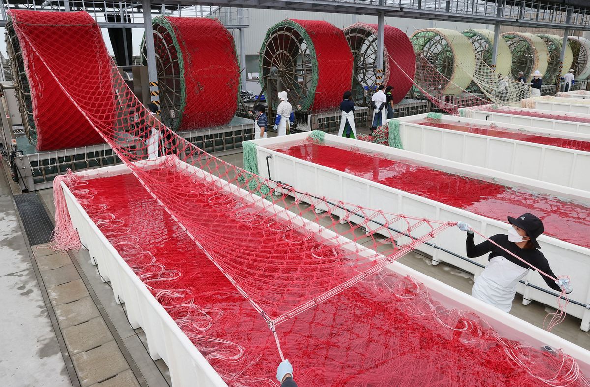 Seaweed laver culture in Japan, Seeding for seaweed laver culture reaches its peek in Akashi City, Hyogo prefecture on Sep. 29, 2022. Workers turned wheels of culture net to fix seed shells. Nori sheet, seaweed sheet, is general Japanese cuisine. ( The Yomiuri Shimbun ) (Photo by Ken Satomi / Yomiuri / The Yomiuri Shimbun via AFP)