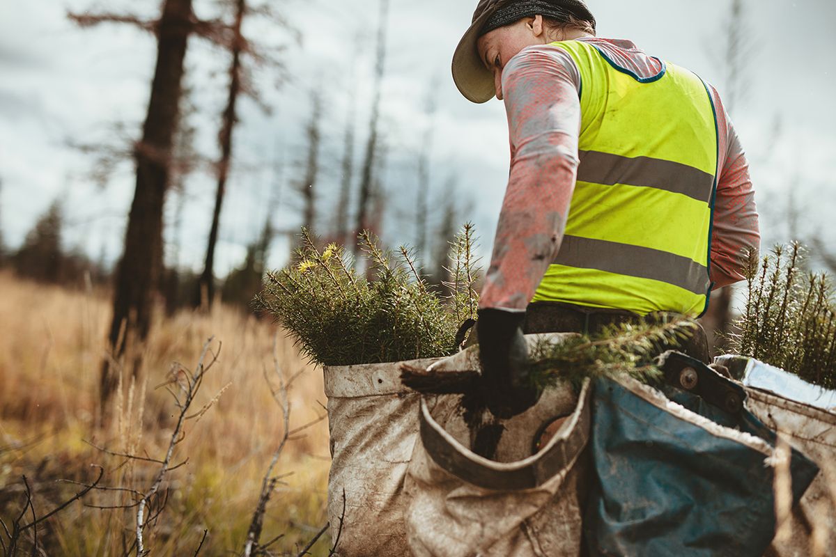 Man,Planting,Trees,In,Forest.,Male,Tree,Planter,Wearing,ReflectiveMan planting trees in forest. Male tree planter wearing reflective vest walking in forest carrying bag full of trees.