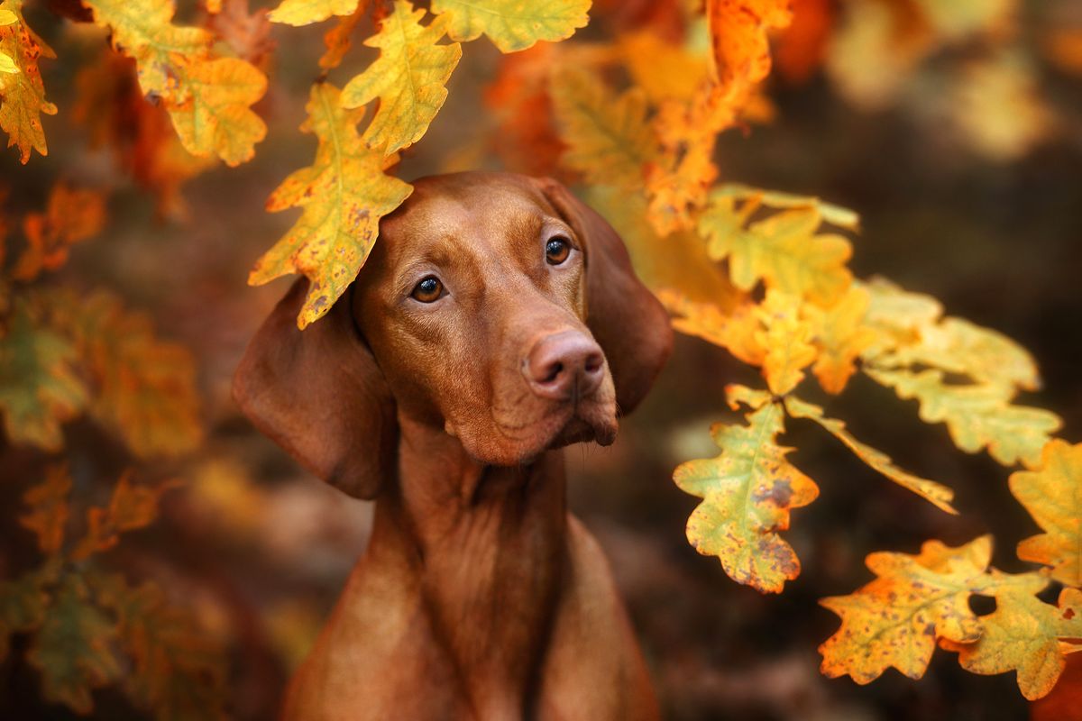 Beautiful,Vizsla,Dog,In,The,Autumn,Leaves, Beautiful Vizsla dog in the autumn leaves