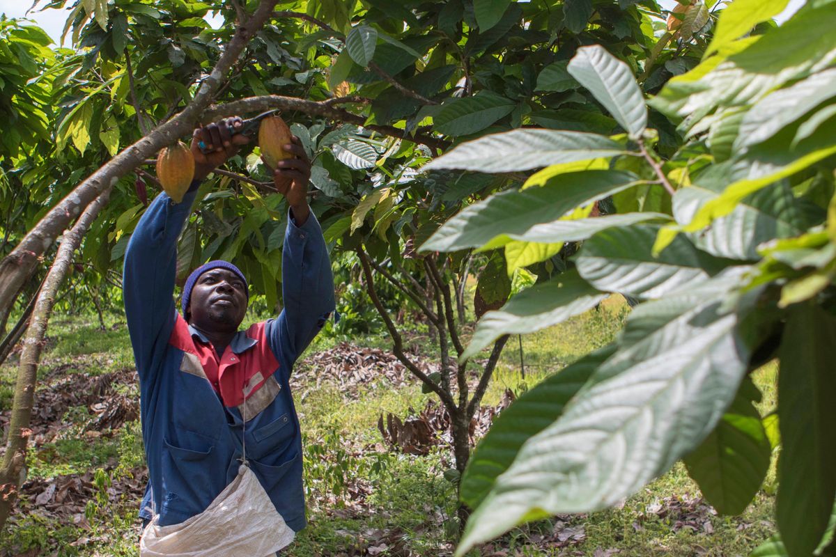 Cameroon, Penja, Djombé, cocoa harvest, cocoa plantation, cocoa pods (Theobroma cacao) (Photo by VERDEIL Matthieu / hemis.fr / hemis.fr / Hemis via AFP) Cameroon, Penja, Djombé, cocoa harvest, cocoa plantation, cocoa pods (Theobroma cacao) (Photo by VERDEIL Matthieu / hemis.fr / hemis.fr / Hemis via AFP)