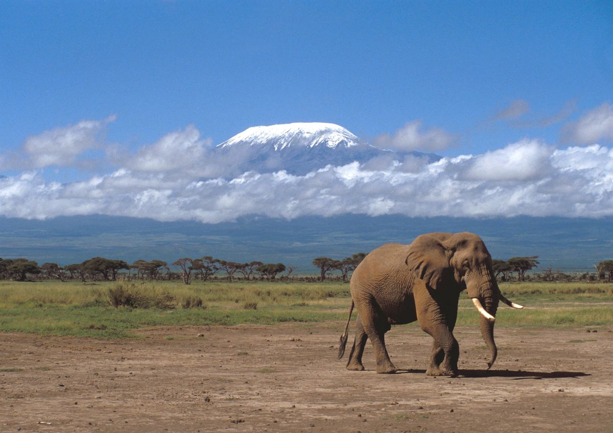 Kenya, Amboseli National Park, male elephant, Kilimanjaro in the background. (Photo by Yves Talensac / Photononstop / Photononstop via AFP)