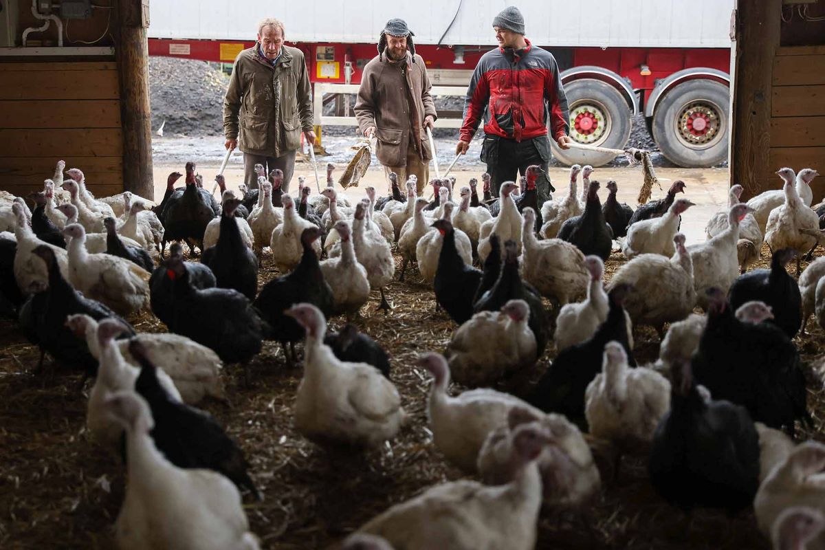 Poultry Farming As Food Inflation Crashes the Festive Season