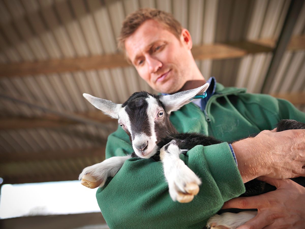 Worker holding kid goat on farm