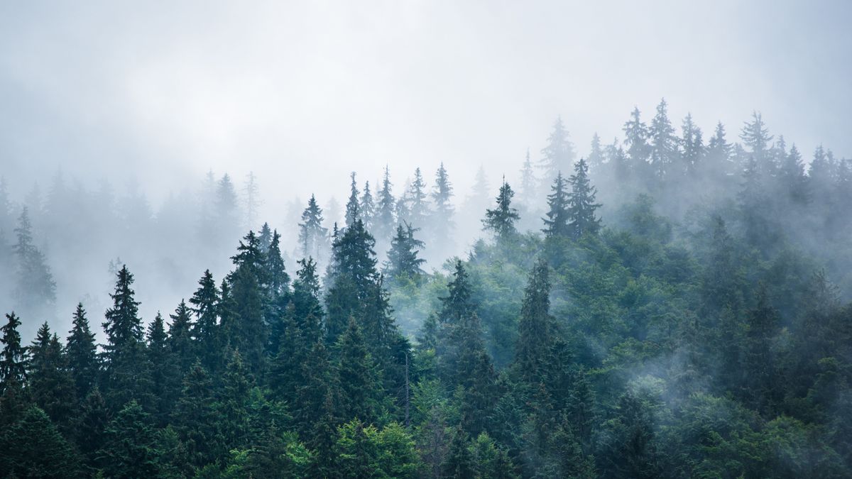 Misty,Foggy,Mountain,Landscape,With,Fir,Forest,And,Copyspace,In