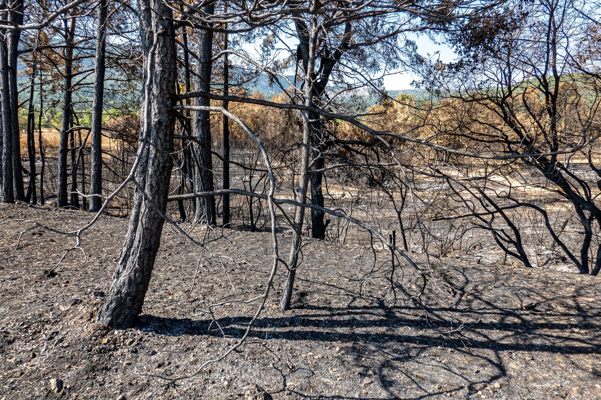 Trees burnt by fire, Sainte Baume Regional Nature Park, Var, France. Summer 2022 