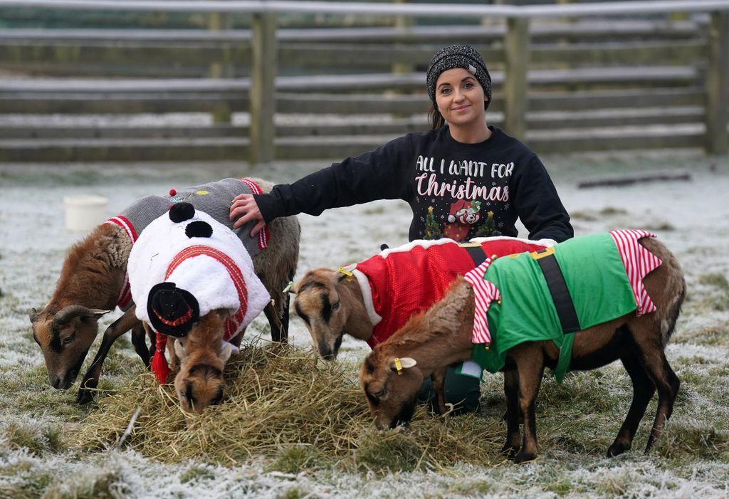 Christmas jumpers at Blair Drummond Safari and Adventure Park