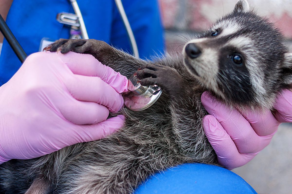 Vet,Examines,Raccoon,Stethoscope Vet examines raccoon stethoscope
mosómedve