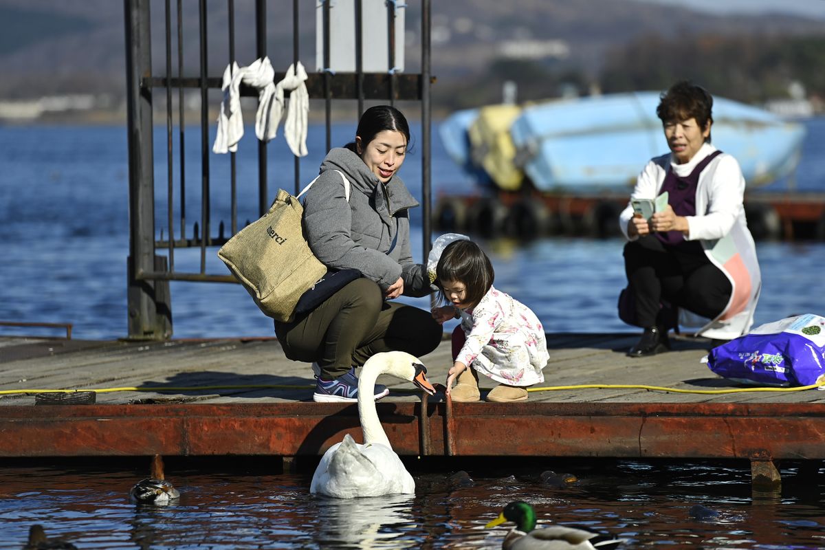 YAMANAKAKO, JAPAN - NOVEMBER 19 : A child accompanied by her mother and grandmother plays with a swan at Lake Yamanakako on November 19, 2022, Yamanakako village, Yamanashi Prefecture, Japan. Located at the foot of Mount Fuji, a world cultural heritage site, nearly 1000 meters above sea level, Lake Yamanakako is the largest of Mount Fuji's five lakes and is part of a region renowned for its natural beauty and exceptional landscapes. 