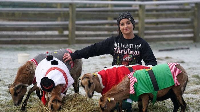 Christmas jumpers at Blair Drummond Safari and Adventure Park