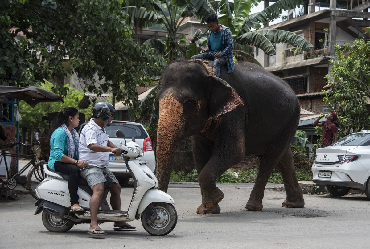 GUWAHATI, INDIA - AUGUST 3: Captive elephants with mahout walking on a street  on August 3, 2022 in Guwahati, India. There are 27,000 more wild elephants in India and about 2500 elephants are held in captivity across the states of Assam, Kerala, Rajasthan and Tamil Nadu. 