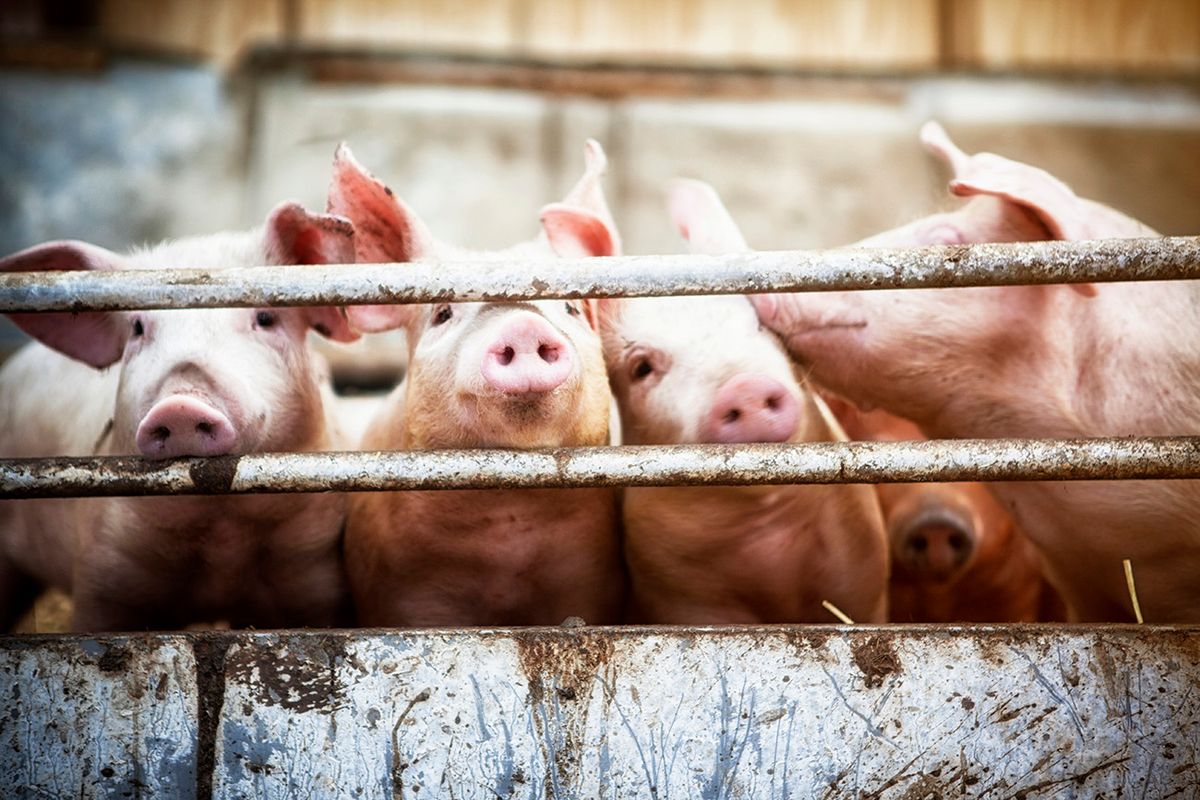 Four little pigs. Happy pigs living  on organic ecological farm in Denmark..