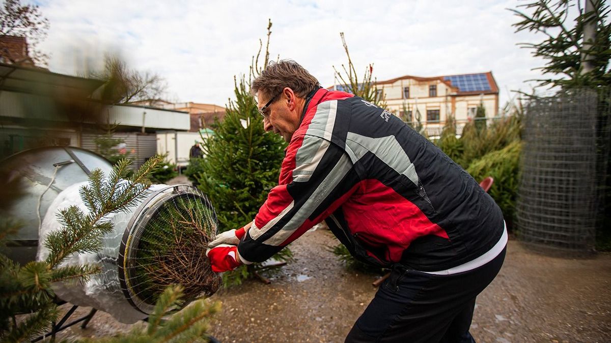 Fenyőfadrágulás jön, mutatjuk, hogy mekkora 