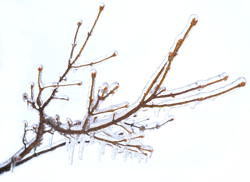 Frosted,Branches,Of,A,Tree,,Covered,With,Ice,And,Icicles