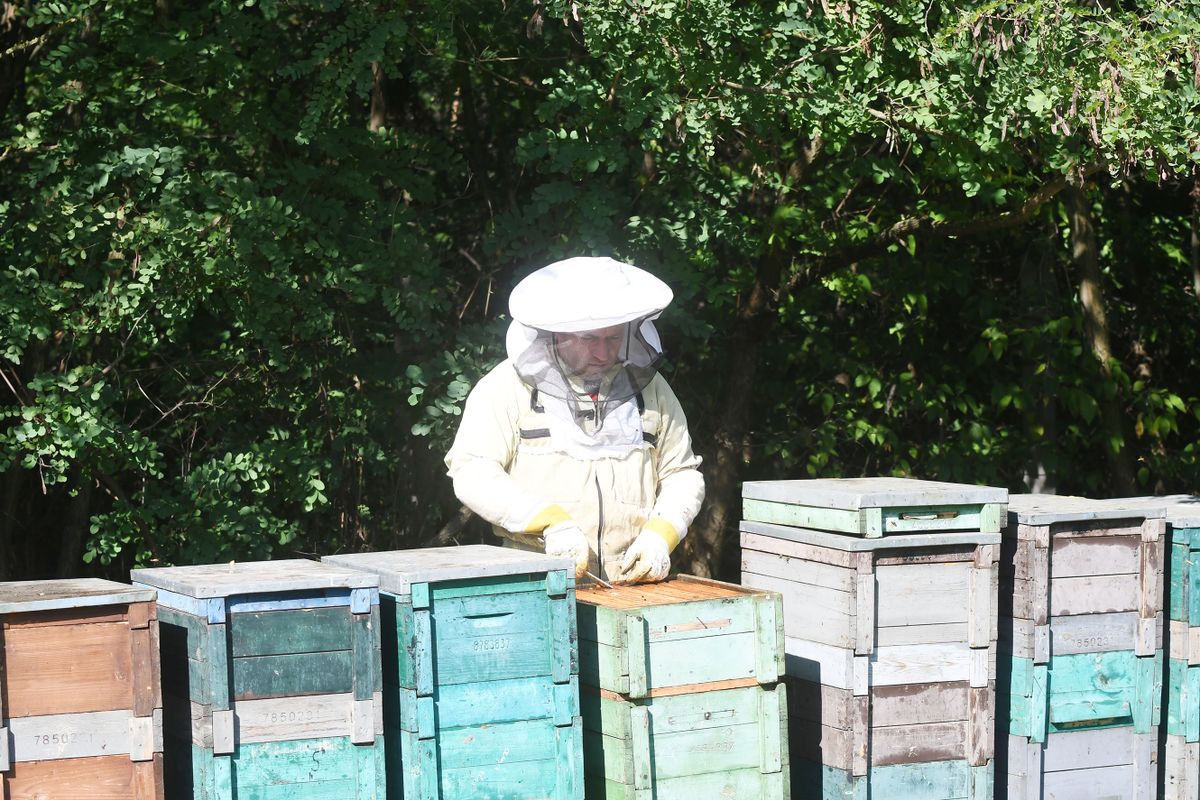 20220912 Szolnok Molnár Ferenc méhész a szandaszőlősi kertjében lévő kaptárakat vizsgálja.