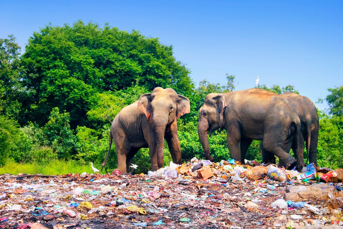 Few,Indian,Elephants,Walking,Near,Garbage,Dump,Against,The,Background