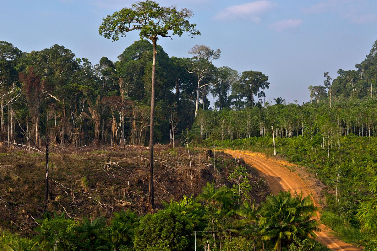 Logging Operations As Government Says Amazon Deforestation Slowing A dirt road cuts through a section of rain forest in the southern part of the Amazonian state of Para, near Anapu, Brazil, on Tuesday, Dec. 16, 2014. The rate of deforestation Brazil's Amazon rain forest dropped 18 percent over the last year, according to a report by the country's environment minister in November. Photographer: Dado Galdieri/Bloomberg via Getty Images