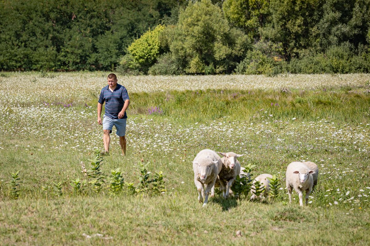 Petróczki Tamás gazdasága Penészlek aszály csapadékhiány tehén szarvasmarha tartás nehézségei mezőgazdaság agrárium állattartás gémeskút  2022 08 18 