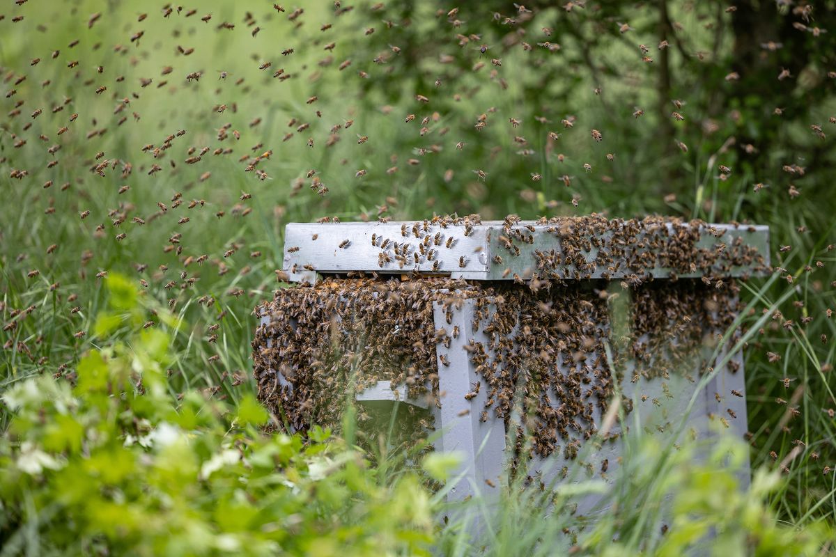 Lovas Sándor rajzó méheket gyűjt be  Nyírbátor határában Méhész akác erdő méhészet állattartás természet nyírség 2022 05 20 