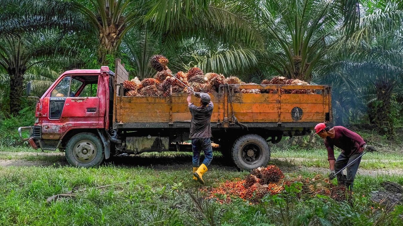 Operations at a Palm Oil Plantation in Malaysia Workers load harvested palm oil fruit bunches onto a truck at a plantation in Kapar, Selangor, Malaysia, on Tuesday, Jan. 11, 2022. Palm oil swung between gains and losses as investors weighed weaker demand for the tropical oil against tighter supplies amid weather and labor problems in No. 2 grower Malaysia. Photographer: Samsul Said/Bloomberg via Getty Images,
pálmaolaj, palm oil,