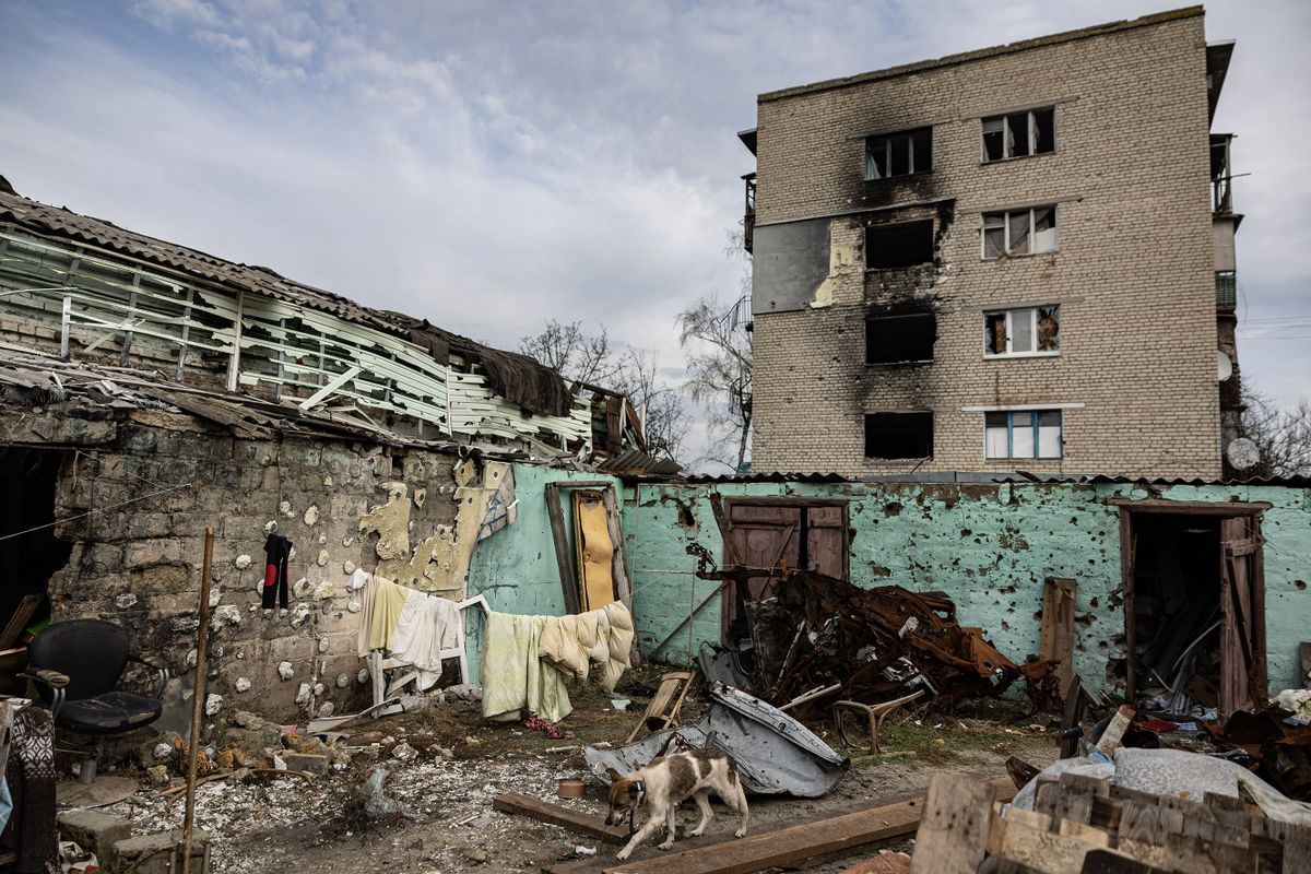 A dog walks past damaged buildings in the city of Izium, eastern Ukraine on January 2, 2023.