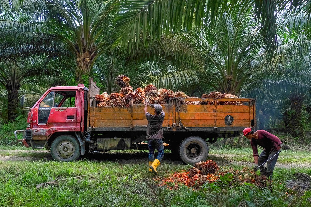 Operations at a Palm Oil Plantation in Malaysia Workers load harvested palm oil fruit bunches onto a truck at a plantation in Kapar, Selangor, Malaysia, on Tuesday, Jan. 11, 2022. Palm oil swung between gains and losses as investors weighed weaker demand for the tropical oil against tighter supplies amid weather and labor problems in No. 2 grower Malaysia. Photographer: Samsul Said/Bloomberg via Getty Images,
pálmaolaj, palm oil,