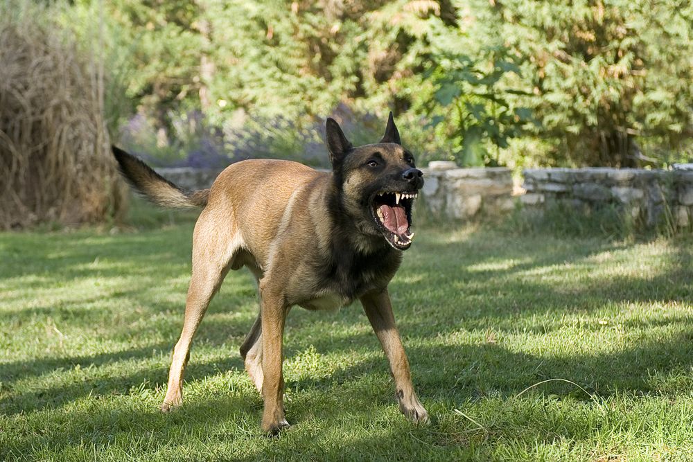 Picture,Of,An,Aggressive,Purebred,Belgian,Sheepdog,Malinois
