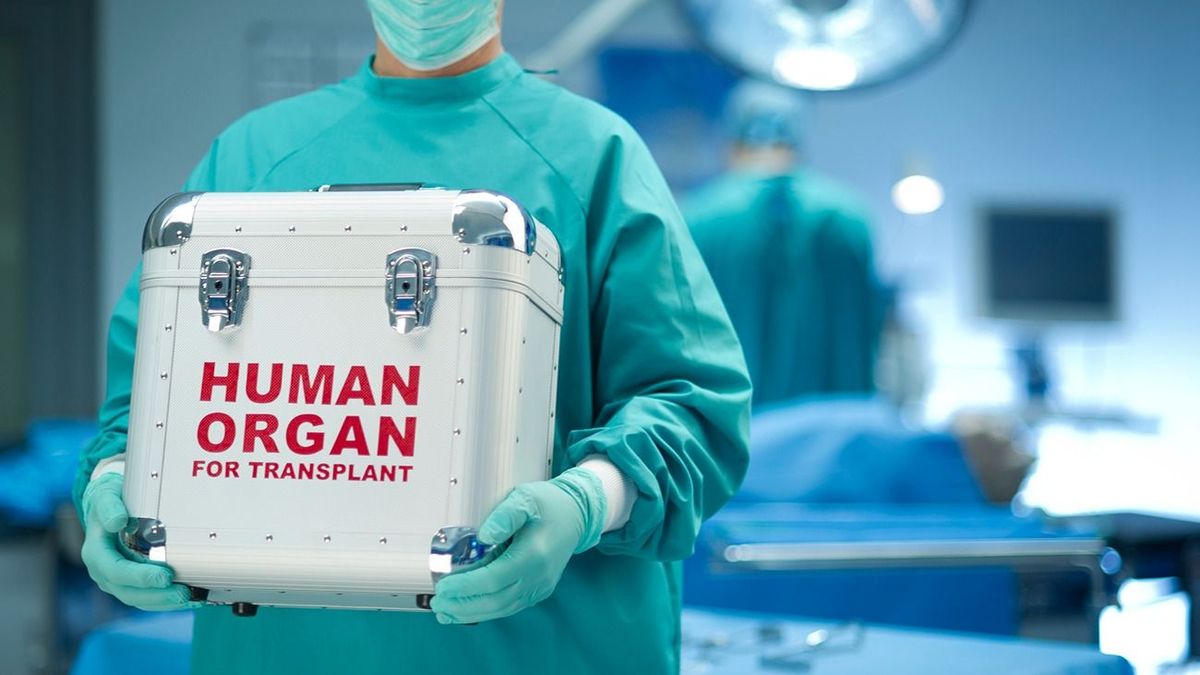 Surgeon with organ donation, surgeon with his fresh delivery