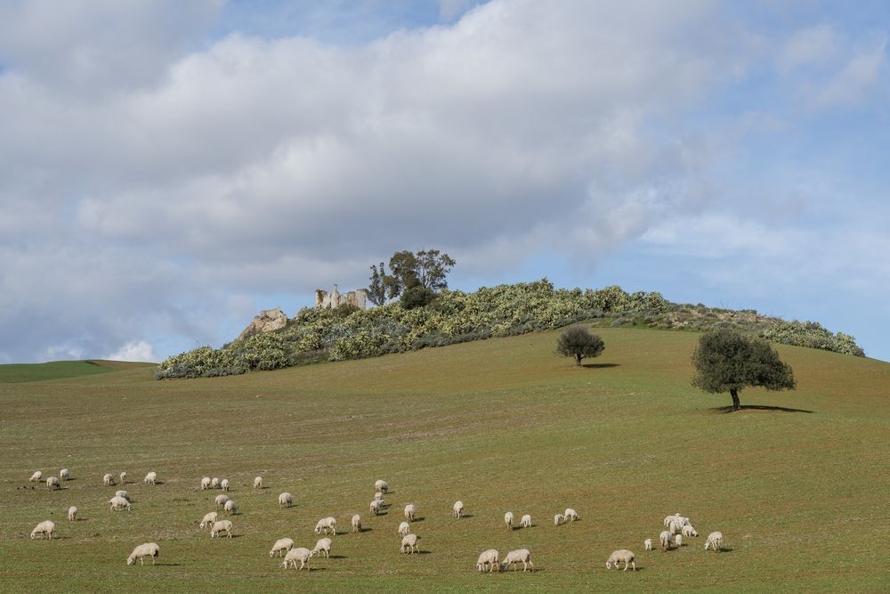 Sheep,In,The,Meadow.,Sicily.