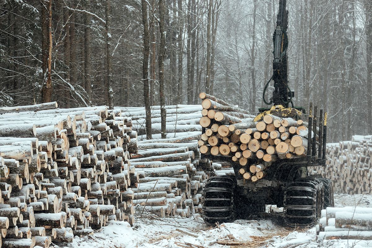 Illegal,Logging,,Harvesting,Of,Wood,For,The,Manufacturing,Industry,,Transport