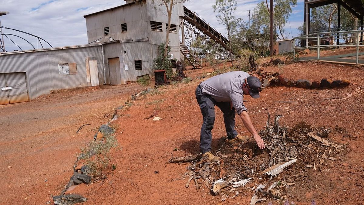 AUSTRALIA TERMITES Chris Cook examines a tree stump devoured by giant northern termites in the town of Tennant Creek outside the Battery Hill Gold Mining and Heritage Centre, where he is trialing a new type of bait. (Photo by Frances Vinall/The Washington Post via Getty Images)