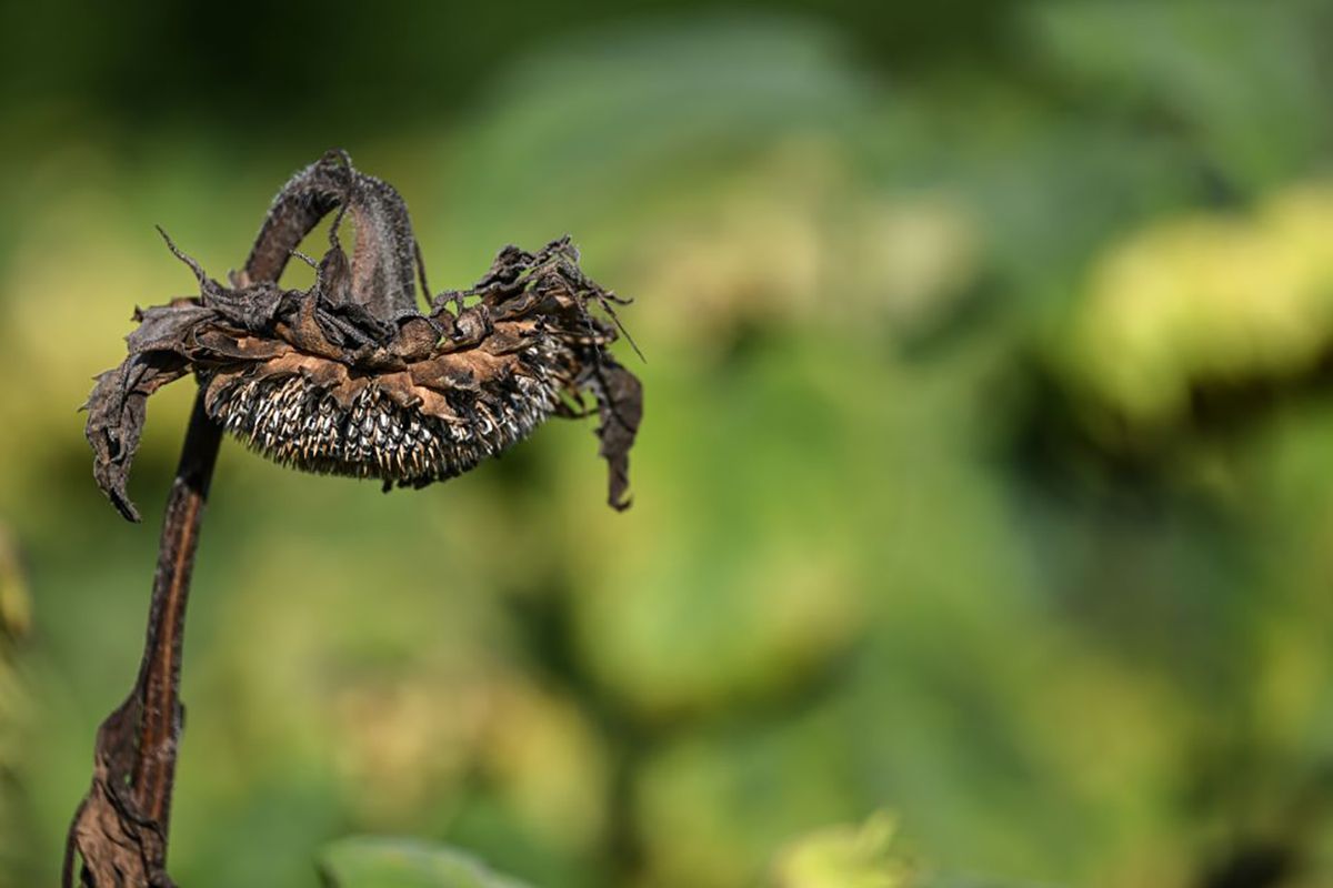 Drought in Baden-Württemberg 30 August 2022, Baden-Wuerttemberg, Ravensburg: Dried sunflowers stand in a field on the outskirts of Ravensburg. Photo: Felix Kästle/dpa (Photo by Felix Kästle/picture alliance via Getty Images)