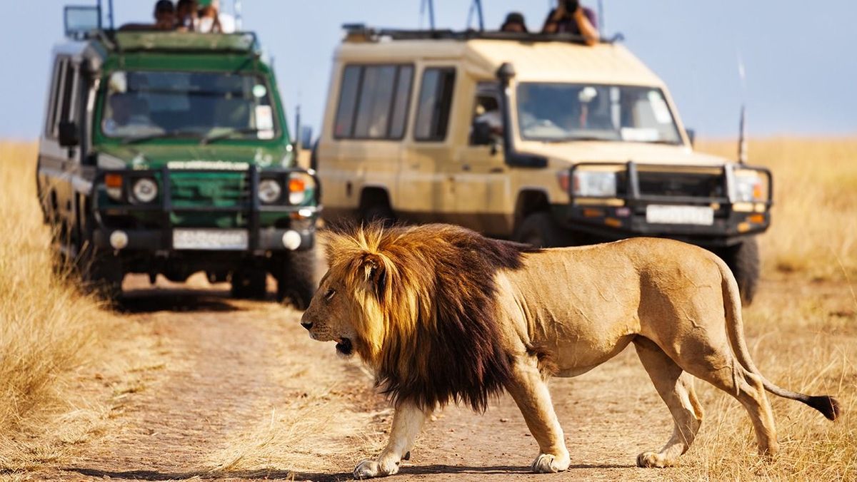 Big,Lion,Crossing,The,Road,At,African,Savannah Big lion crossing the road at African savannah, kenya, safari