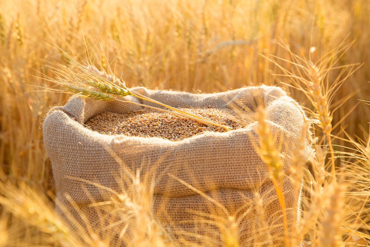 Canvas bag with wheat grains and mown wheat ears in field at sunset. Concept of grain harvesting in agriculture
Canvas bag with wheat grains and mown wheat ears in field at sunset. Concept of grain harvesting in agriculture.