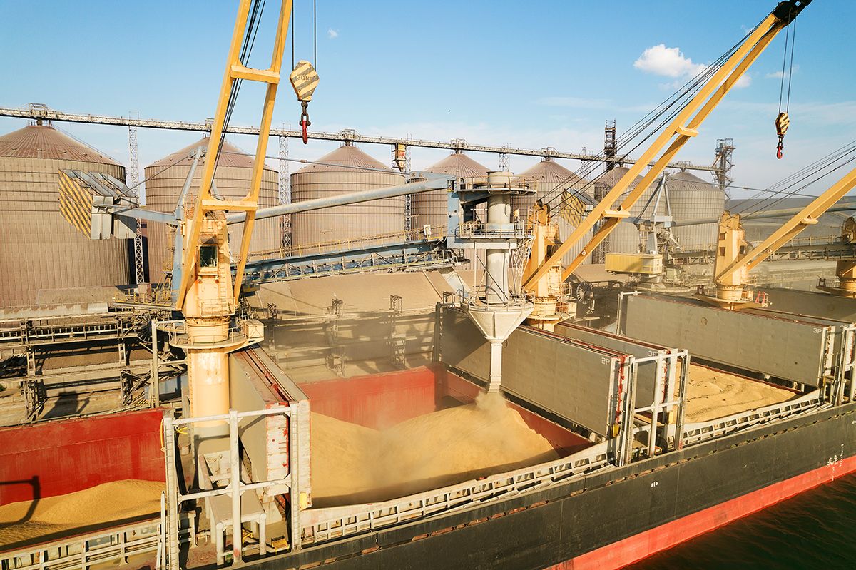 Odessa,,Ukraine,-,August,9,,2021:,Loading,Grain,Into,Holds ODESSA, UKRAINE - August 9, 2021: Loading grain into holds of sea cargo vessel through an automatic line in seaport from silos of grain storage. Bunkering of dry cargo ship with grain