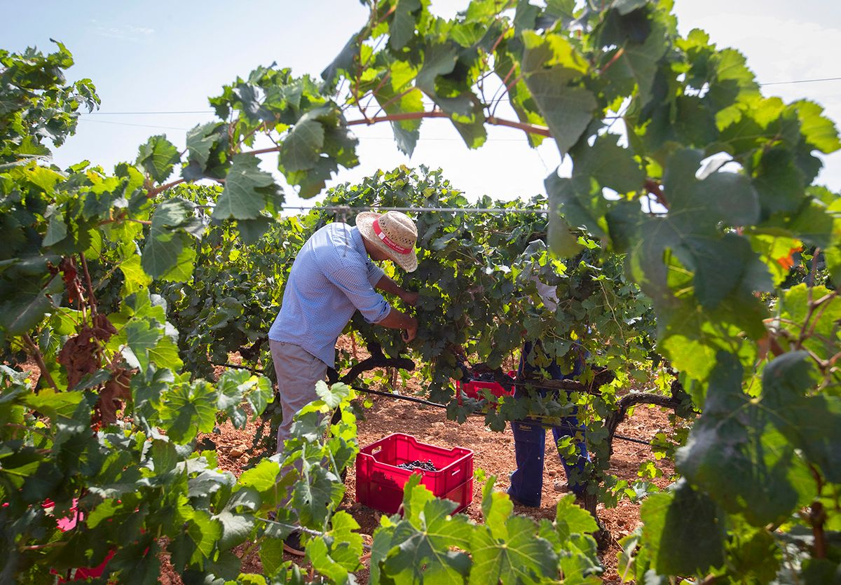 A grape picker works in the grape harvest in a vineyard in Petra on the Spanish balearic island of Mallorca on August 23, 2021. (Photo by JAIME REINA / AFP)