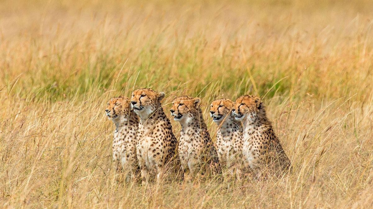 Five cheetahs (Acinonyx jubatus) in the savannah. Maasai Mara National Park. Serengeti National Park. Kenya. Tanzania.