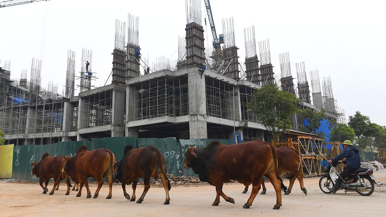 Cows walk past a construction site in Hanoi on January 6, 2021. (Photo by Nhac NGUYEN / AFP)
Vietnám, építkezés, korrupció, 