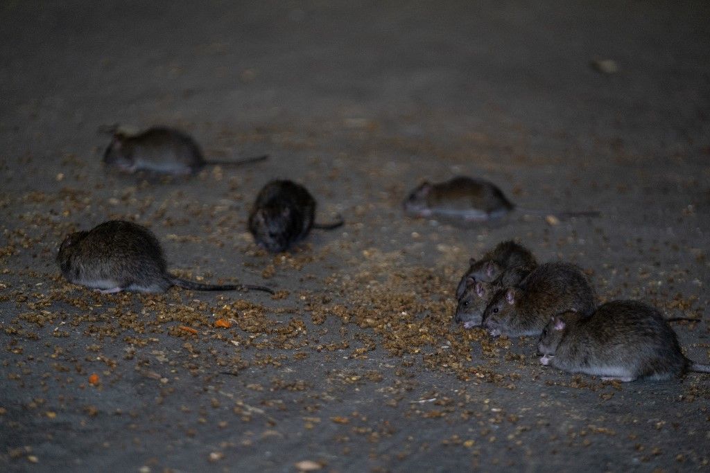 NYC Rat Sightings Higher Than Ever Before