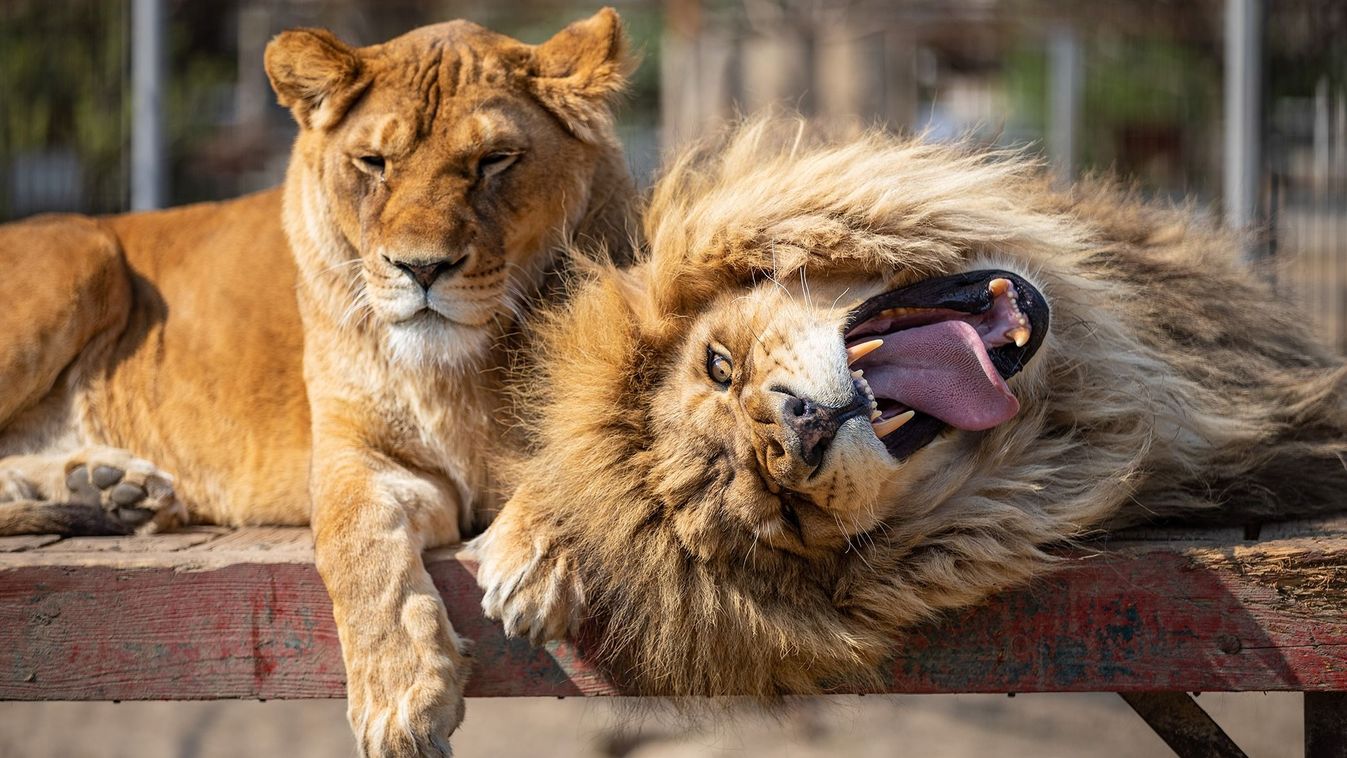 Lion,Yawns,At,A,Private,Zoo