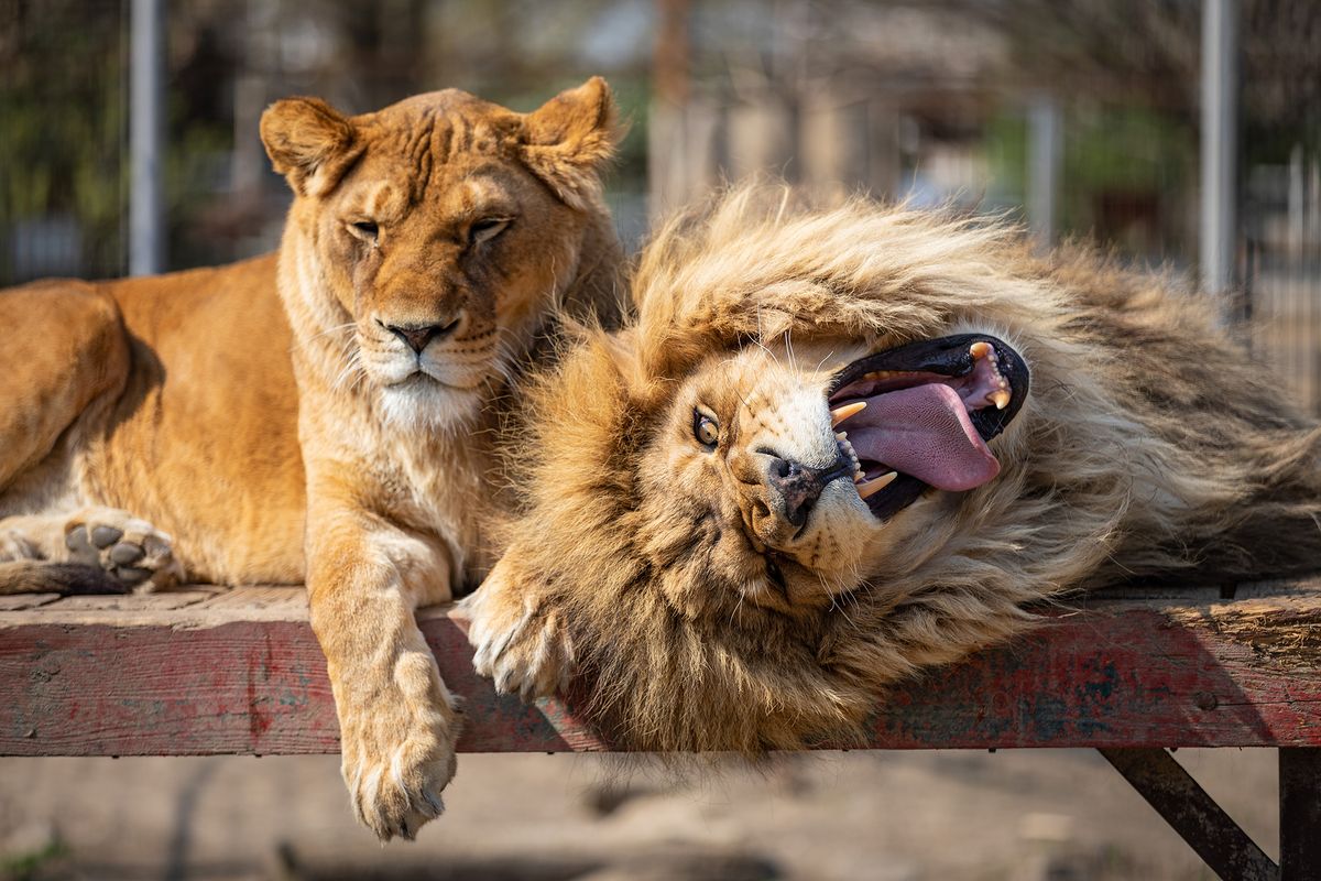Lion,Yawns,At,A,Private,Zoo