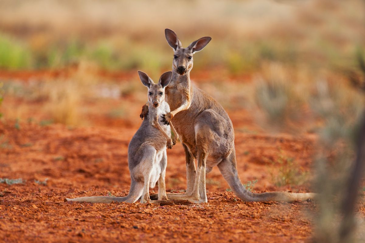 A female red kangaroo holds her juvenile joey while he reaches up for her
A female and joey red kangaroo (Macropus rufus) affectionately touching and kissing, Sturt Stony Desert, Australia
cipőgyár, bébi kengurubőr,