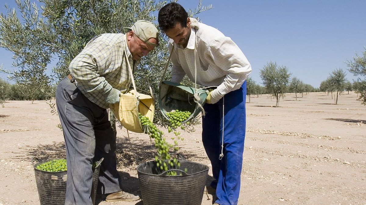 Drasztikusan emelkedhet az olívaolaj ára 
