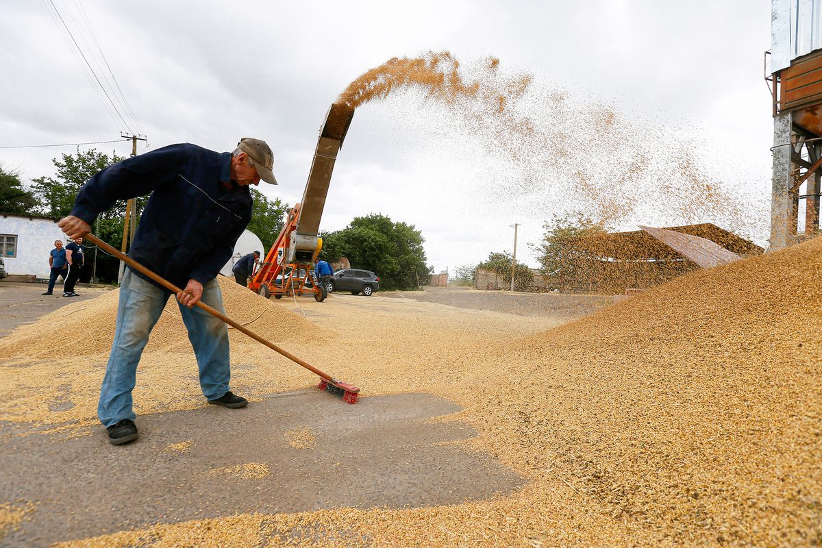 Ukrainian farmers load mixed wheat and barley grains after