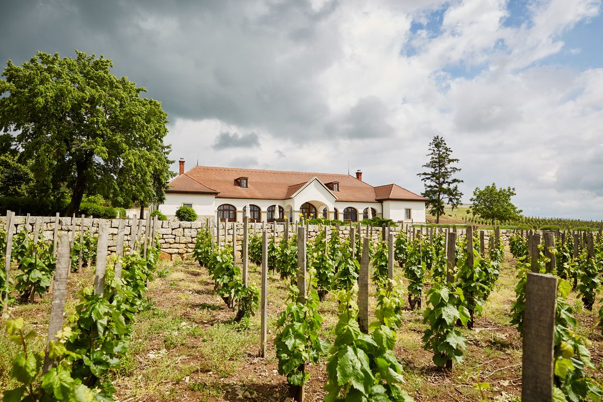 Tokaj,
borászat, bor, szőlő, szőlőültetvény,
BDPST